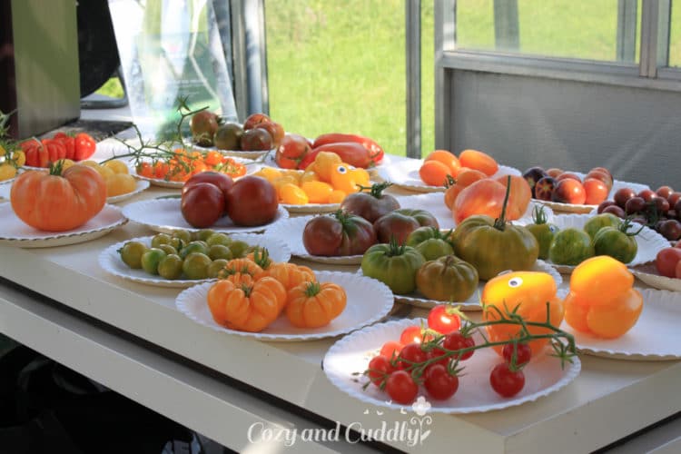 Mit Ikea bei den Tomatenrettern - Blogevent