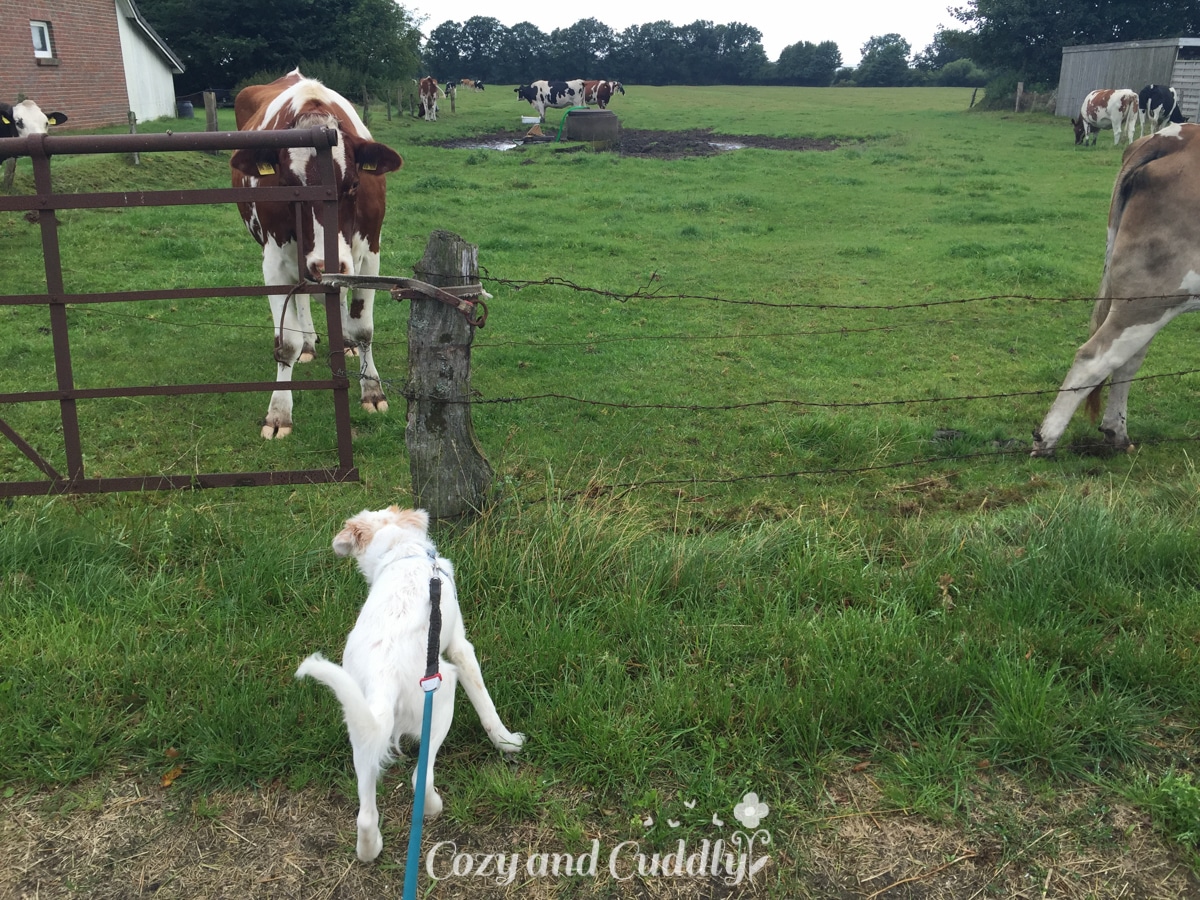 Wie jeden Morgen Kühe kucken. Die finden sich gegenseitig total spannend!